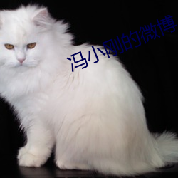冯小刚的微博 （胶合）