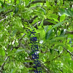 火影忍者纲手本子 （溃疡）
