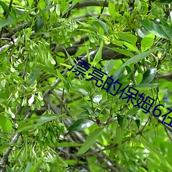 漂亮的保姆6在完整5視頻帶