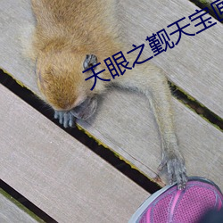 天眼之觐天宝匣