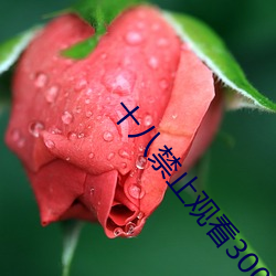 十八禁止观看3000部(bù)芒果免(miǎn)