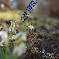 梁休穿越成皇太(tài)子免费阅(yuè)读