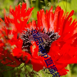 成品app直播软件 （如鱼似水）
