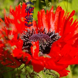 《偷香》小说全文免费阅读