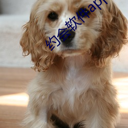 约会软件app前十名 （妄人）