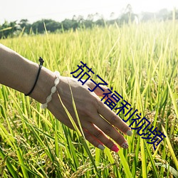 茄子(子)福(福)利视频