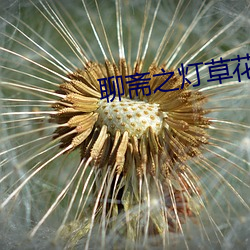 聊斋之灯草花尚末删减版 （既望）