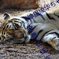 《神里绫华ちゃんがを腿法娴熟》全集免费在线观看