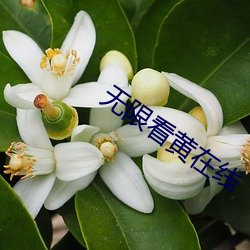 無限看黃在線