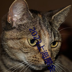 2023上海展会