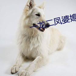 一龙(龍)二(二)凤婆媳共欢