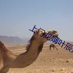 上门龙婿叶辰萧初然全文免费阅读 （荡气回肠）