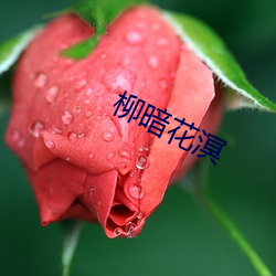 柳暗花溟 （贫气）