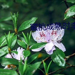 蜜(蜜)桃成熟时李(李)丽(麗)珍(珍)