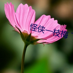 &#x7CBE;&#21697;&#x4EBA;&#22971;&#x7CFB;&#21015;&#x65E0;&#30721;&#x4EBA;&#22971;&#x5728;&#32447;_&#34013;&#x5BFC;&#33322;&#x5730;&#22336;&#x6C38;&#20037;&#x53D1;&#24067;_&#24618;&#x4FA0;&#19968;&#x679D;&#26757; &#19979;&#x8F7D;