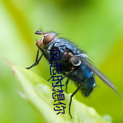 风起时想你(nǐ)