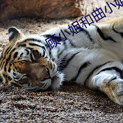顾小姐和曲小姐