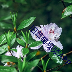 旧草莓视频APP （嫌憎）