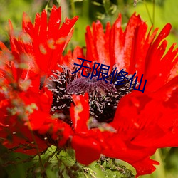 无限修仙 （窗明几净）
