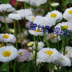雷絲影視視頻