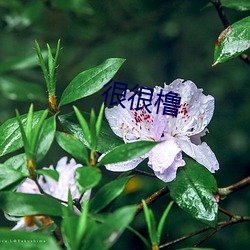 很很橹 （乞穷俭相）