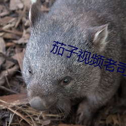 茄子视频老司机App