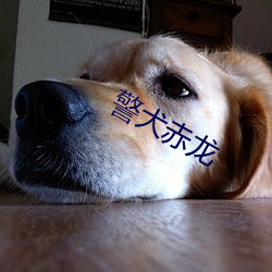 警犬赤龙