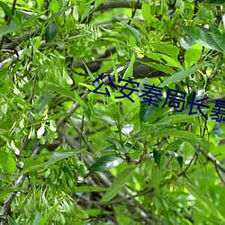公安秦局长暴干警花孟秋兰