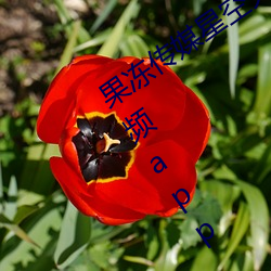 果凍傳媒星空天美精東在線觀看精品視頻app v2021