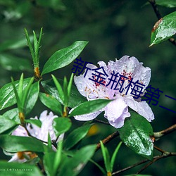 新(新)金瓶(瓶)梅第二(二)部(部)