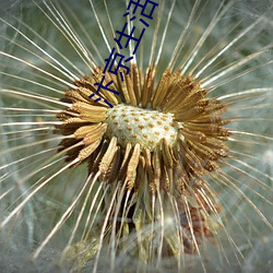 汴京生活日(日)志