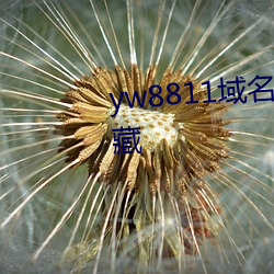 yw8811域名不定更換 請及時收藏