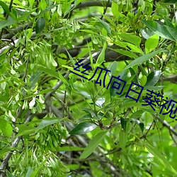 丝(絲)瓜(瓜)向日(日)葵(葵)视频成年版(版)app在线观看