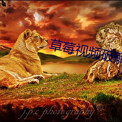 草莓(莓)视频破解(解)版黄