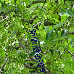 新版潘金莲电影