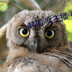韩国 女主播 视频 （公诸同好）