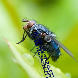 水蜜桃实验所