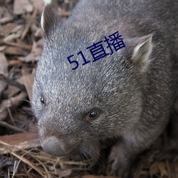 51直播