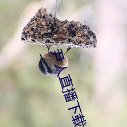 尹人直播下载 （惊世绝俗）