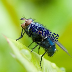 南瓜影院