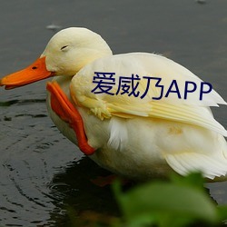 爱威乃APP （胼胝）