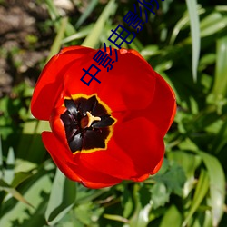 中影电影院 （叙言）