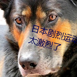 日本(běn)剧烈运动摇床运动(dòng)打扑克视(shì)频太激(jī)烈了