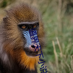 道界天下小说