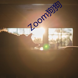 Zoom狗狗