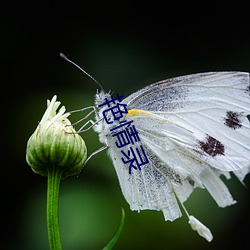 艳情录 （甲醛）