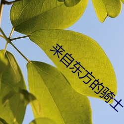 来自东方的骑士 （马快）