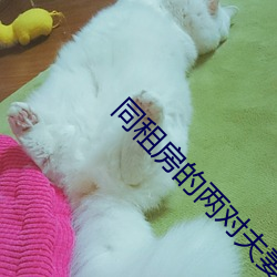 同租房的两对夫妻