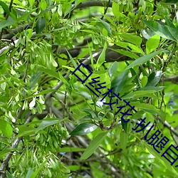 白(白)丝(絲)校花(花) 扒腿自慰到爽V3.49