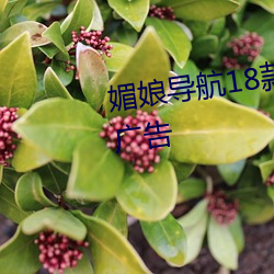 媚娘導航18款禁用軟件去除煩人廣告